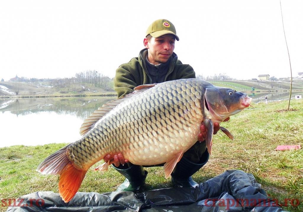 CRAPI CUMPARATI SI ELIBERATI IN MOARA VLASIEI 2 - CRAP COMUN = 17,0 KG